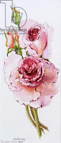 Thewsey, Joa: Roses (Abraham) Darby