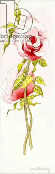 Thewsey, Joa: Two Queen Elizabeth Roses