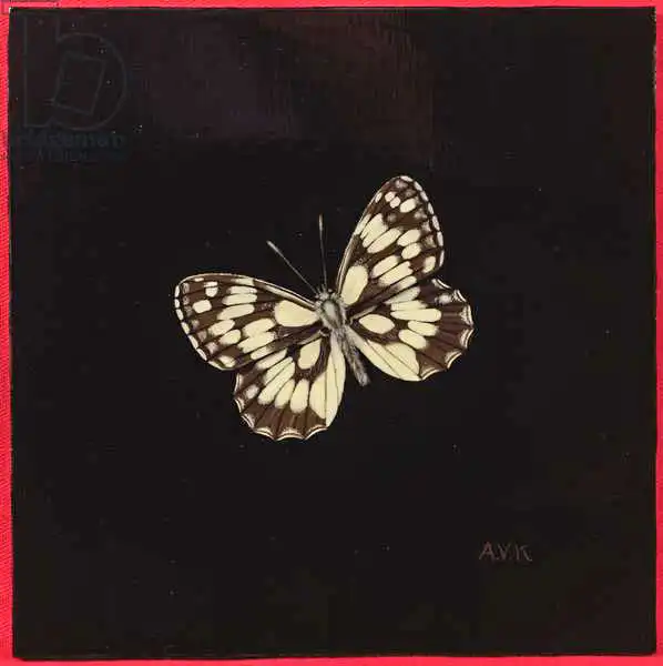 Kleiser, Amelia: Marbled white butterfly