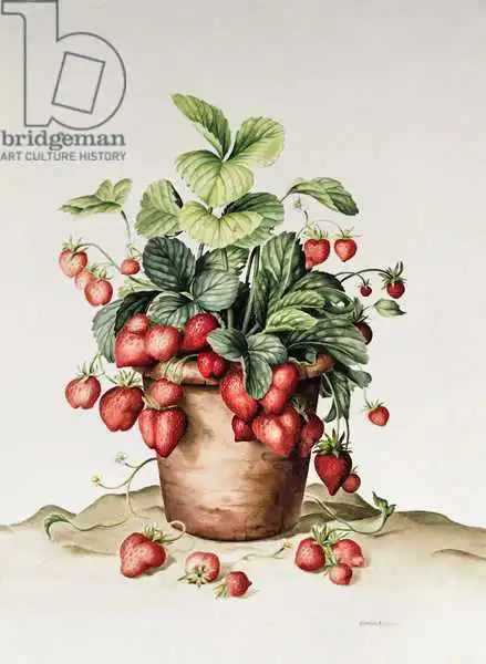 Kleiser, Amelia: Strawberries in a pot