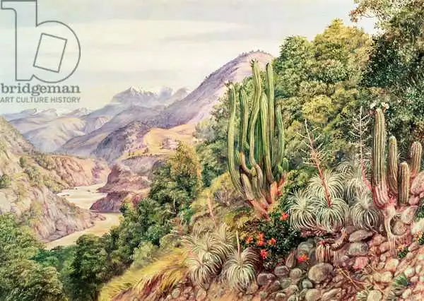 Unknown: The Streams of Languenas in the Cordellera, Chile