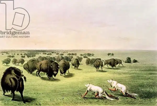 Catlin, George: Hunting Buffalo Camouflaged with Wolf Skins