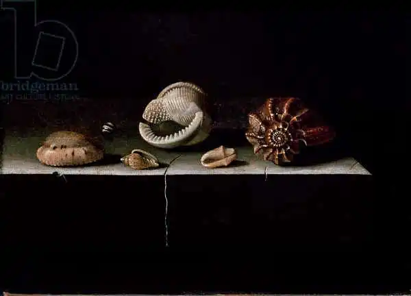Coorte, Adrian: Six Shells on a Stone Shelf