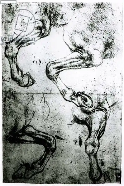 Vinci, Leonardo: Studies of Horses legs