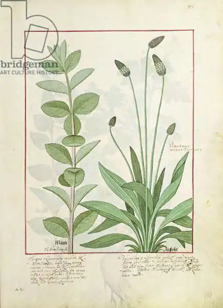 Testard, Robinet: Mint and Plantain, or Ribwort, illustration from The Book of Simple Medicines by Mattheaus