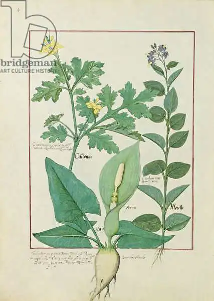 Testard, Robinet: Greater Celandine or Poppy, Solanum or Nightshade, and Aron