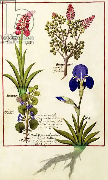 Testard, Robinet: Top row: Orchid and Fumitory or Bleeding Heart. Bottom row: Hedera and Iris, illustration from
