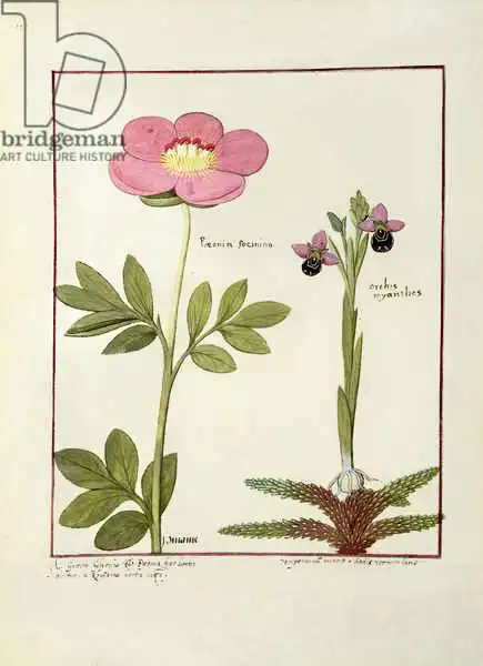 Testard, Robinet: Paeonia or Peony, and Orchis myanthos, illustration from The Book of Simple Medicines by Mattheaus