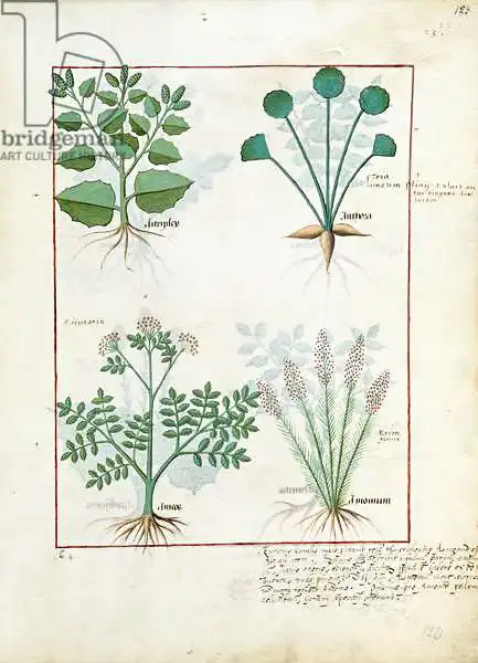Testard, Robinet: Top row: Salt Bush and Anthora. Bottom row: Absinthium and Cardamom, illustration from The Sim