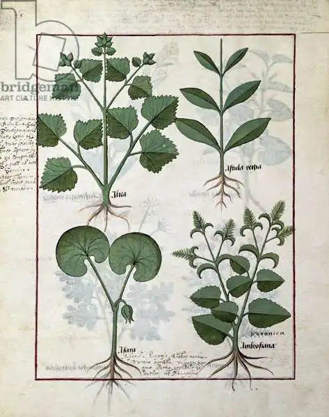 Testard, Robinet: Top row: Marshmallow and Hastula Regia. Bottom row: Asarabacca and Speedwell, illustration from