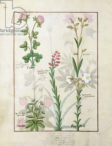 Testard, Robinet: Top row: Red clover and Aube. Bottom row: Bellidis species, Onobrychis and Hyssopus nemorum