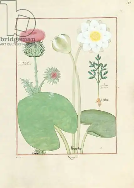 Testard, Robinet: Plumed thistle, Water lily and Castor bean plant, illustration from The Book of Simple Medicin