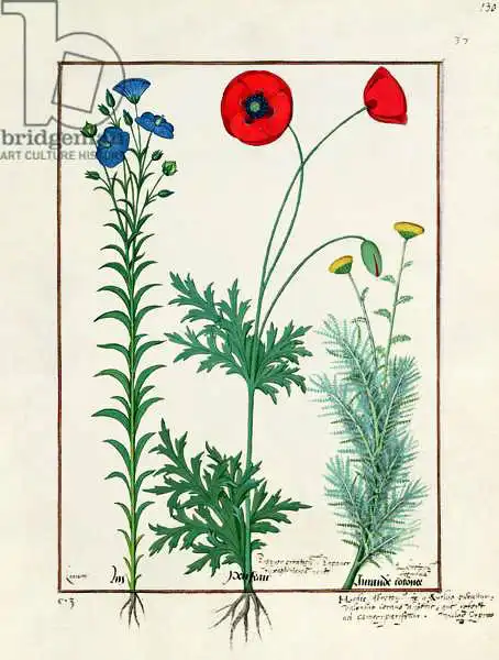 Testard, Robinet: Linum, Garden poppies and Abrotanum, illustration from The Book of Simple Medicines