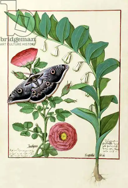 Testard, Robinet: Rose and Polygonatum (Solomon) Seal illustration from The Book of Simple Medicines by Matth
