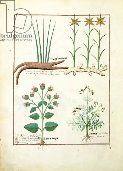 Testard, Robinet: Cyperus, Calamus, Crocus ostensis