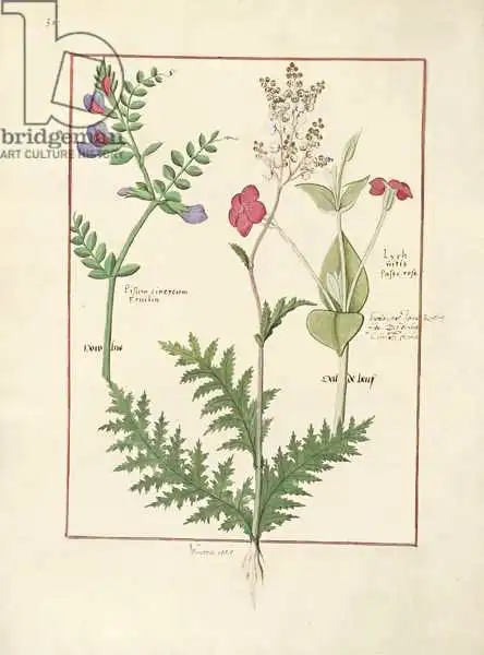 Testard, Robinet: Illustration from The Book of Simple Medicines by Mattheaus Platearius (d.c.1161)