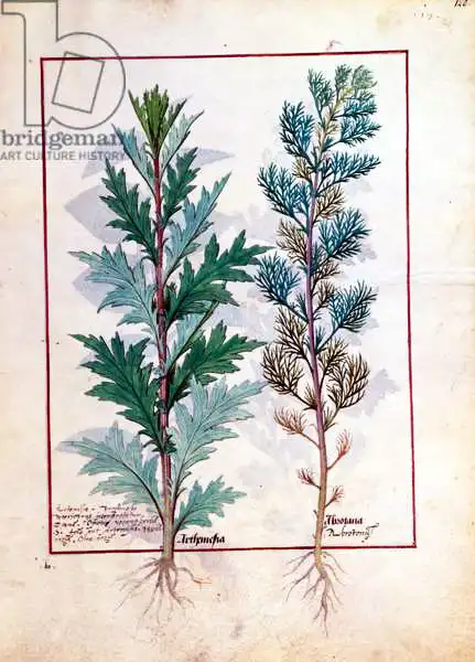 Testard, Robinet: Two varieties of Artemesia, illustration from The Book of Simple Medicines by Mattheaus Plate
