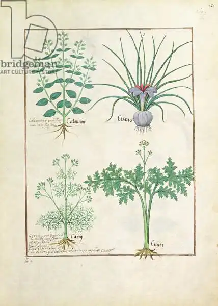 Testard, Robinet: Calamint, Crocus, Carraway and Citusa