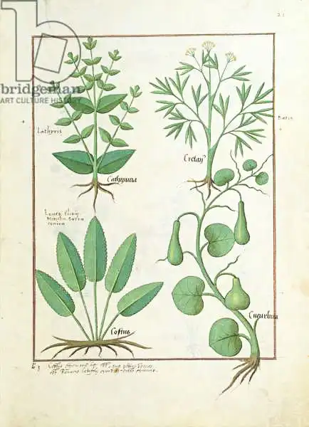 Testard, Robinet: Euphorbia Lathyris, Beechwort, Mint and Fig