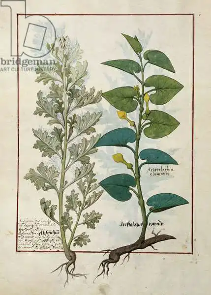 Testard, Robinet: Illustration du «Book of Simple Medicines» de Mattheaus Platearius (D.C.1161)