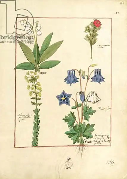 Testard, Robinet: Illustration du «Book of Simple Medicines» de Mattheaus Platearius (D.C.1161)