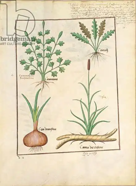 Testard, Robinet: Llustration de «ThedBook of Simple Medicines» de Mattheaus Plaearius (D.C.1161)