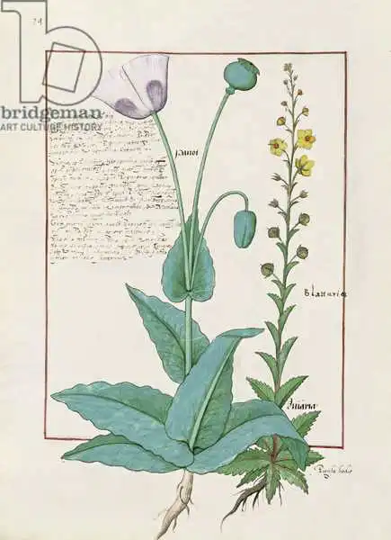 Testard, Robinet: Poppy et Figwort, illustration du «Book of Simple Medicines» de Mattheaus Plaearius (D.C.1161)