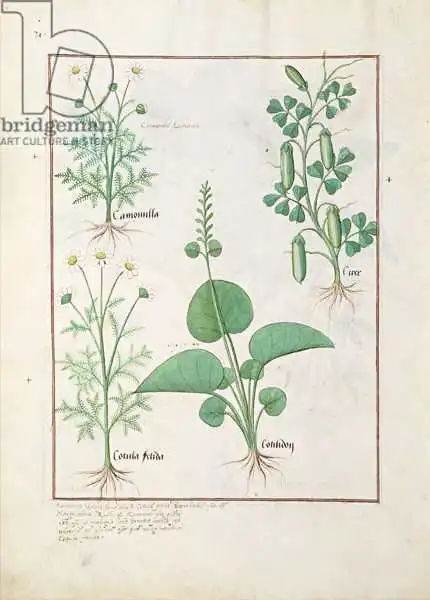 Testard, Robinet: Chamomile (top left and Cucumber)