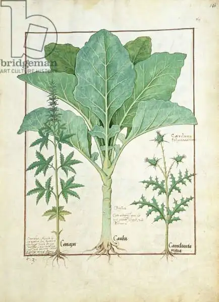 Robinet Testard: Cannabis, Brassica And Thistle, Illustration From The 