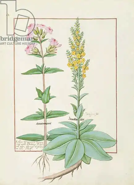 Testard, Robinet: Illustration from the Book of Simple Medicines by Mattheaus Platearius (d.c.1161)