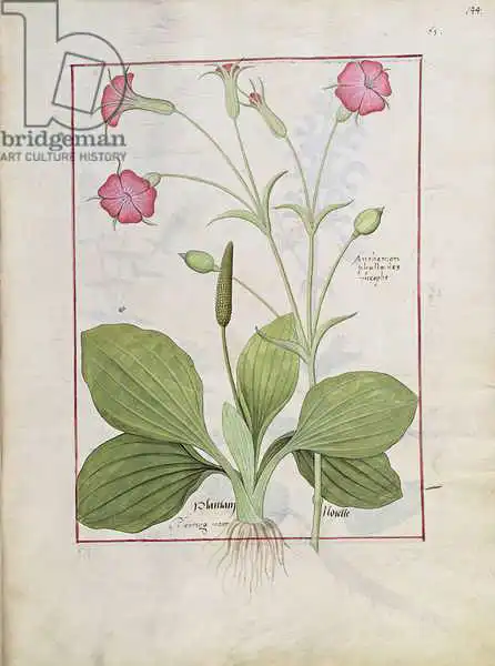 Testard, Robinet: Illustration du «Livre des médicaments simples» de Mattheaus Platearius (D.C.1161)
