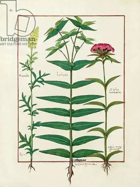 Testard, Robinet: Reseda, Euphorbia et Dianthus, illustration du «Livre des médicaments simples» de Mattheaus Plaearius (D.C.1161)