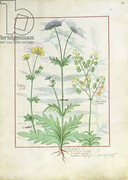 Testard, Robinet: Illustration from the Book of Simple Medicines by Mattheaus Platearius (d.c.1161)