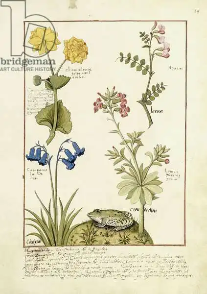 Testard, Robinet: Illustration from the Book of Simple Medicines by Mattheaus Platearius (d.c.1161)