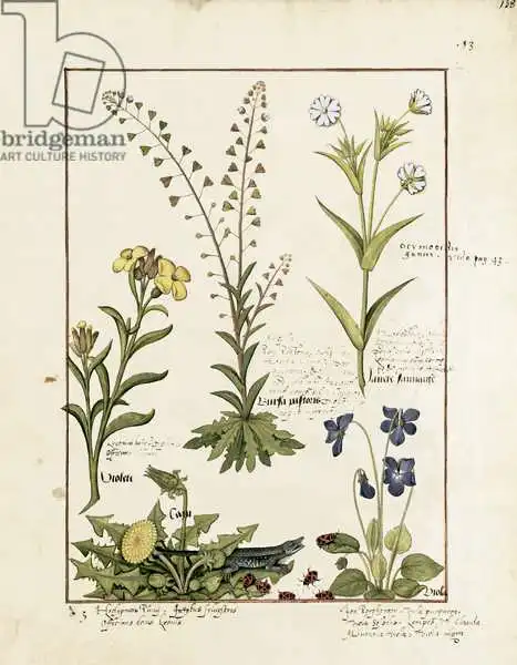 Testard, Robinet: Illustration du «Livre des médicaments simples» de Mattheaus Platearius (D.C.1161)