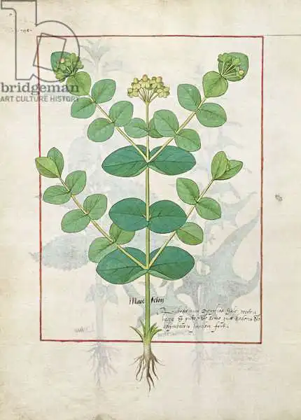 Testard, Robinet: Flower, Illustration from the Book of Simple Medicines by Mattheaus Platearius