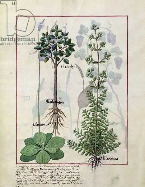 Testard, Robinet: Illustration du «Livre des médicaments simples» de Mattheaus Platearius (D.C.1161)