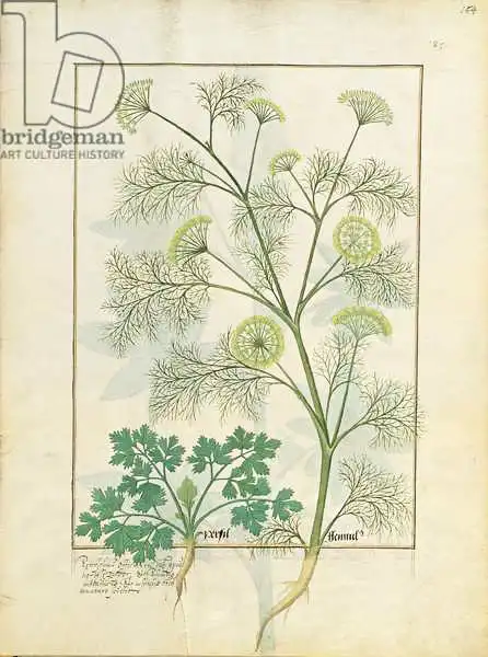 Testard, Robinet: Parsley et fenouil, illustration du «Livre des médicaments simples» de Mattheaus Plaearius (D.C.1161)