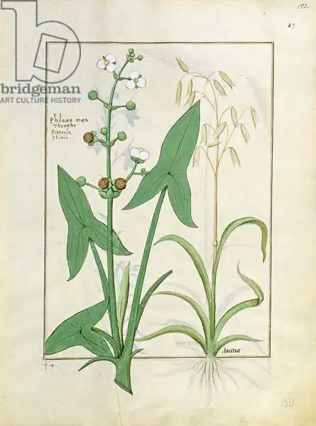 Testard, Robinet: Illustration du «Livre des médicaments simples» de Mattheaus Platearius (D.C.1161)