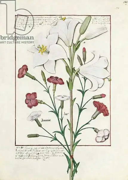 Testard, Robinet: Illustration du «Livre des médicaments simples» de Mattheaus Platearius (D.C.1161)