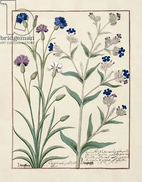Testard, Robinet: Illustration du «Livre des médicaments simples» de Mattheaus Platearius (D.C.1161)