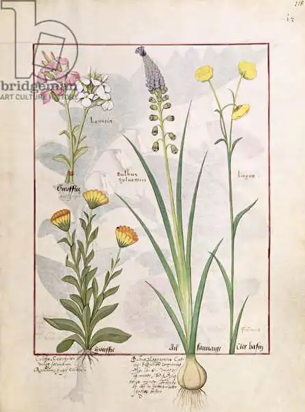 Testard, Robinet: Illustration du «Livre des médicaments simples» de Mattheaus Platearius (D.C.1161)