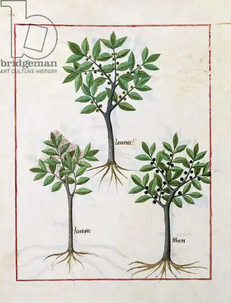 Testard, Robinet: Illustration du «Livre des médicaments simples» de Mattheaus Platearius (D.C.1161)