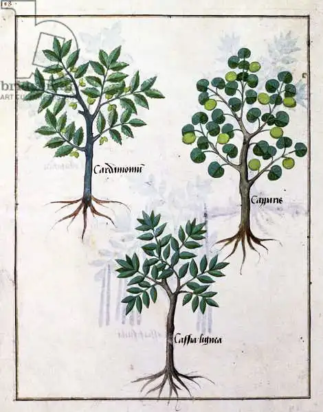 Testard, Robinet: Illustration du «Livre des médicaments simples» de Mattheaus Platearius (D.C.1161)