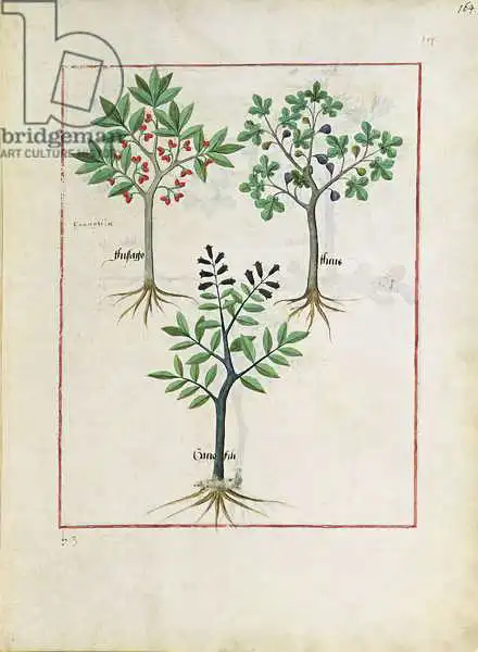 Testard, Robinet: Illustration du «Livre des médicaments simples» de Mattheaus Platearius (D.C.1161)