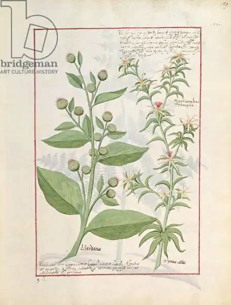 Testard, Robinet: Illustration du «Livre des médicaments simples» de Mattheaus Platearius (D.C.1161)