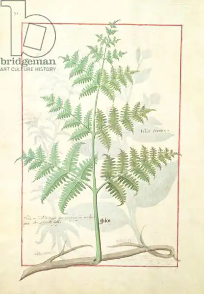 Testard, Robinet: Illustration from the Book of Simple Medicines by Mattheaus Platearius (d.c.1161)