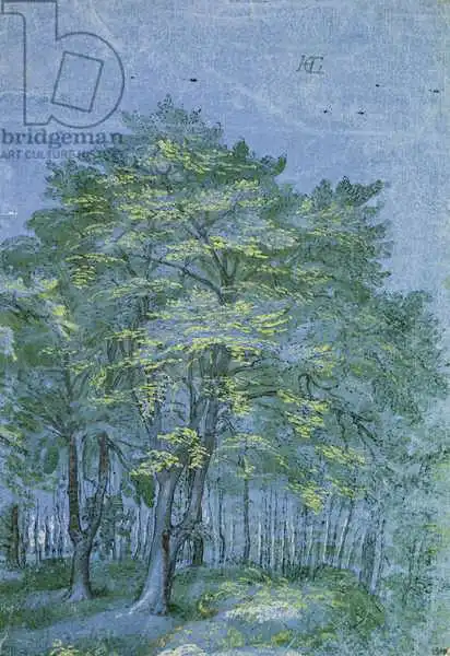 Goltzius, Hendrik: Group of Trees in a Wood