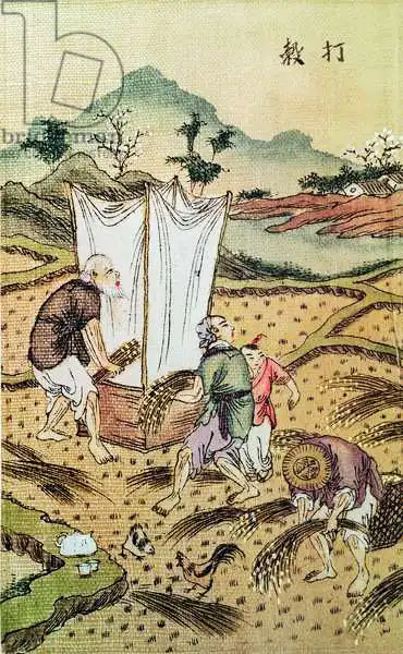 Chinese Schoo: Die Geschichte von Reis