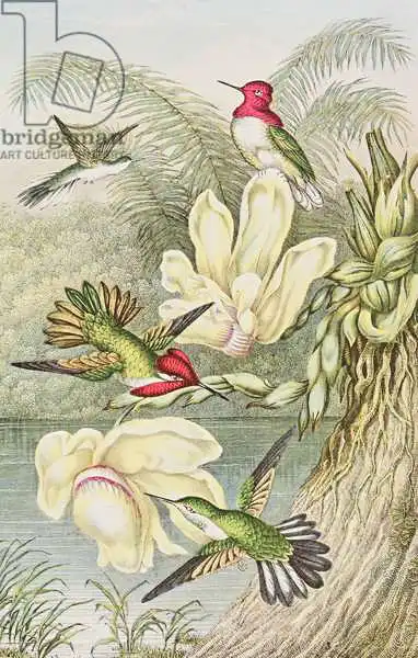 English school (19th century): Bêtises parmi les fleurs tropicales